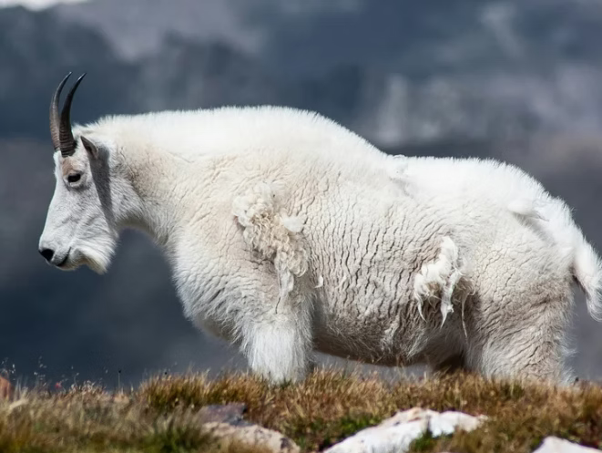 Alaska's Mountain Goat Hunting